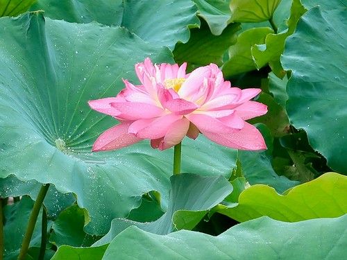 Japanese Pink Lotus