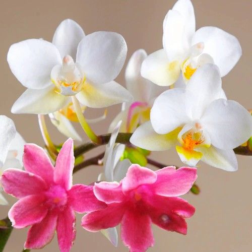 Jasmine Orchid