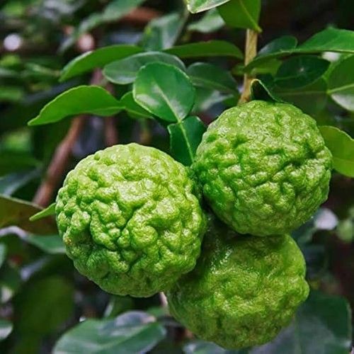 Kaffir Lime