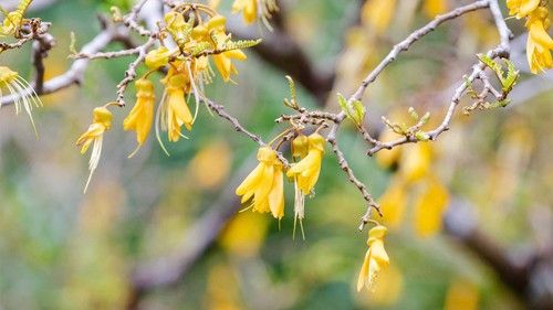 Kowhai