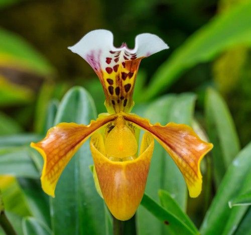 Lady Slipper Orchid