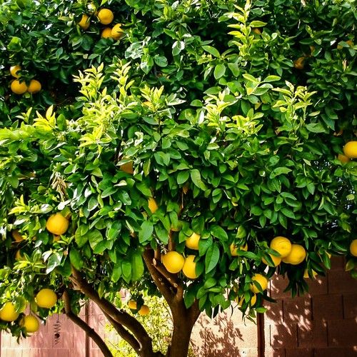 Lemon Tree