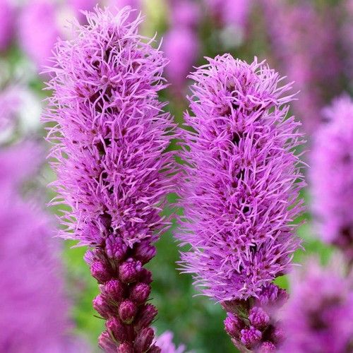 Liatris