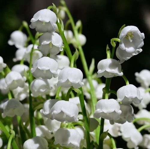 Lily-of-the-Valley