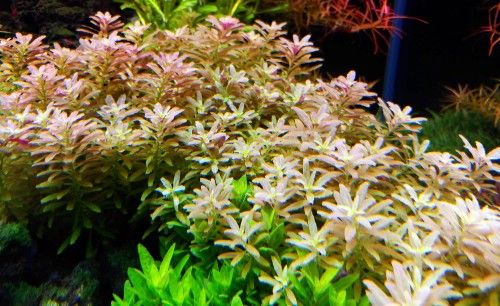 Limnophila aromatica