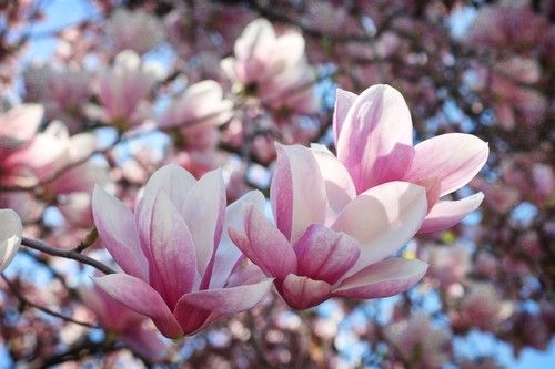 Magnolia Petals