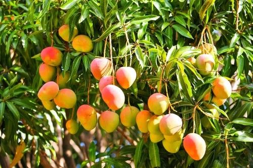 Mango Tree