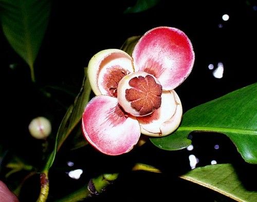 Mangosteen blossom