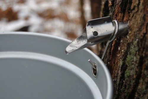 Maple sap