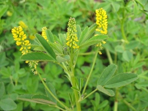 Melilot or Sweet Clover