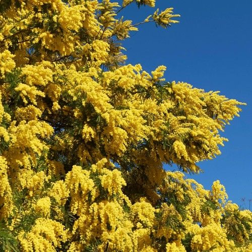 Mimosa absolute