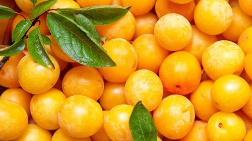 Mirabelle Plum