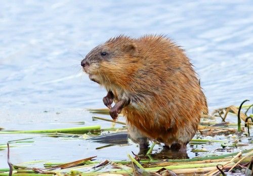 Muskrat