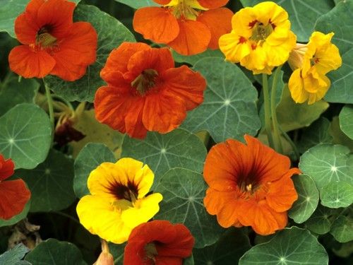 Nasturtium