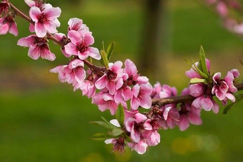 Nectarine blossom