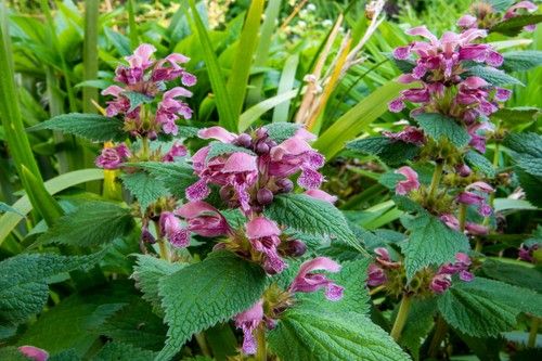 Nettle Blossom