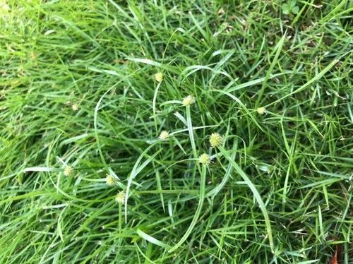Nut Grass