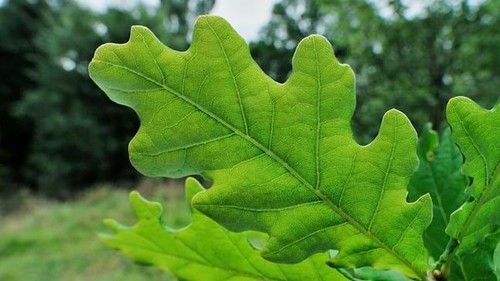 Oak Leaves