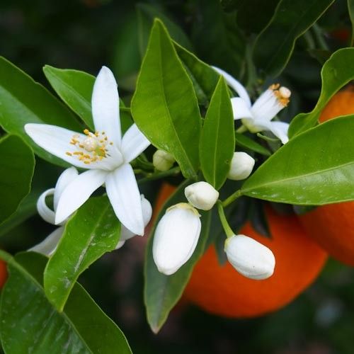 Orange Flower Water