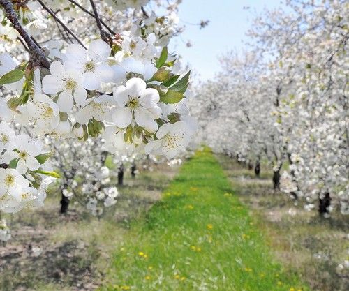 Orchard Blossom