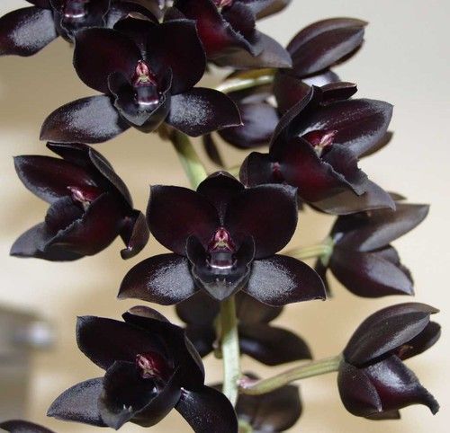 Orchid Black Diamond