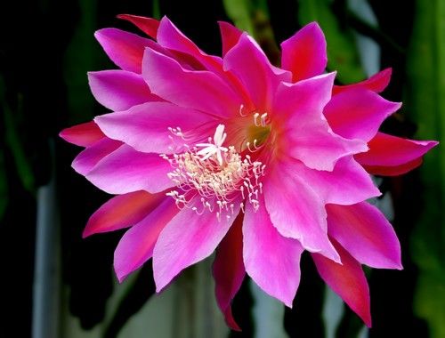 Orchid Cactus
