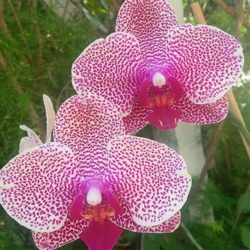 Orchid Pink Leopard