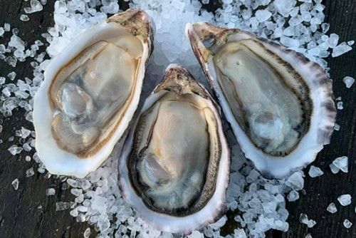 Oysters