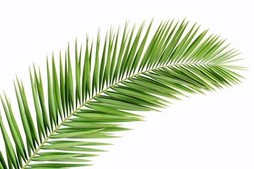 Palm Leaf