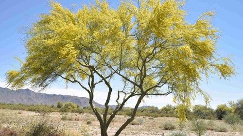 Palo Verde Tree
