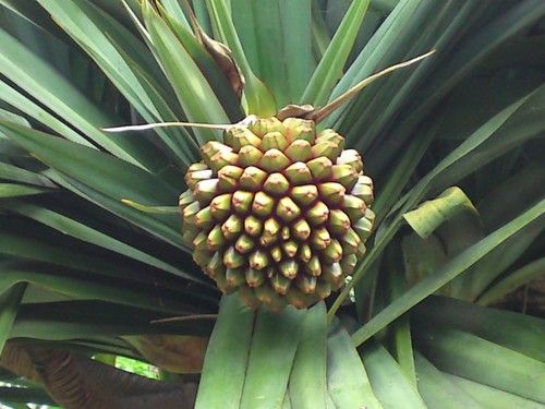Pandanus