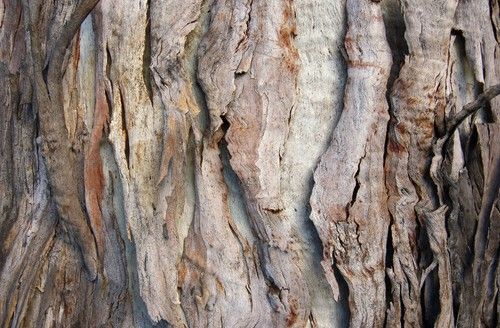 Paperbark
