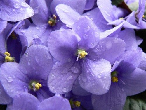 Parma Violet
