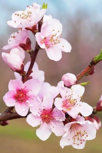 Peach Blossom