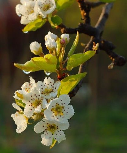 Pear Blossom