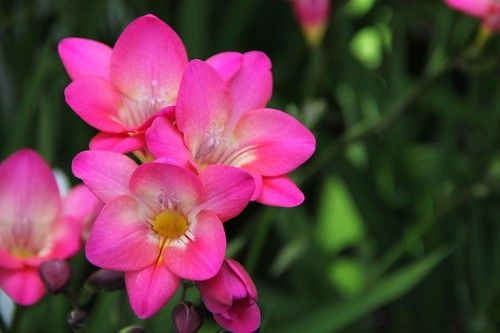 Pink Freesia
