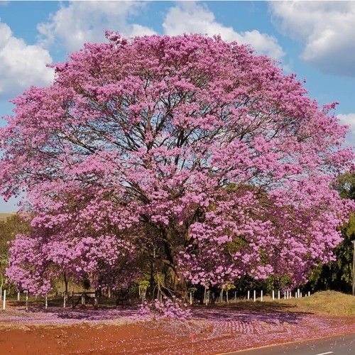 Pink Ipê Tree