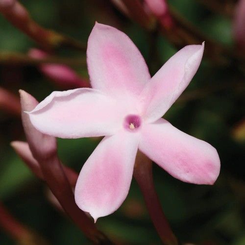 Pink Jasmine