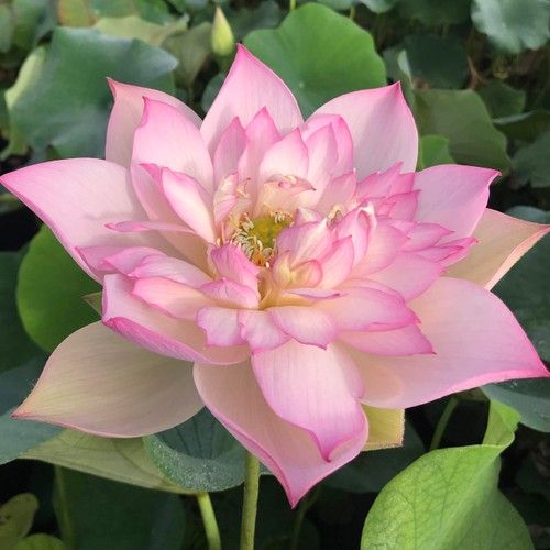 Pink Lotus