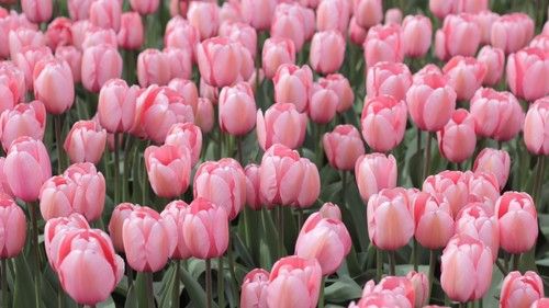 pink tulip