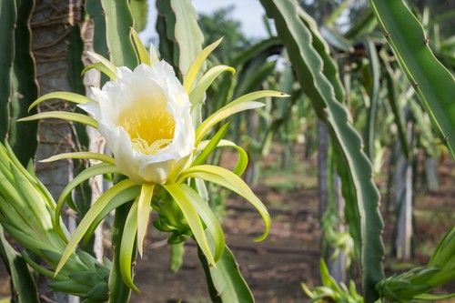 Pitahaya Flower