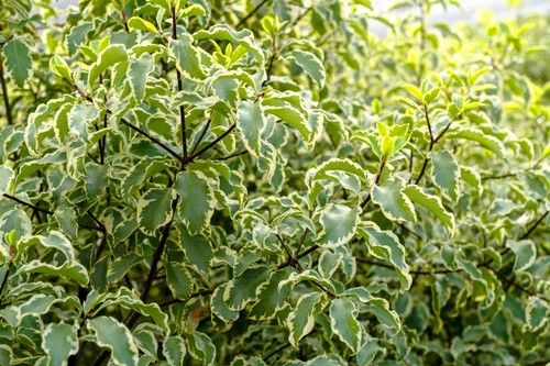 Pitosporum