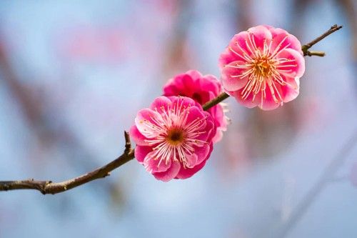 Plum Blossom