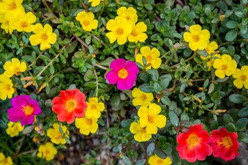 Portulaca or Pigweed