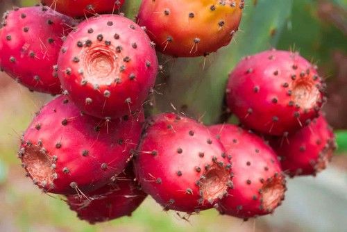 prickly pear