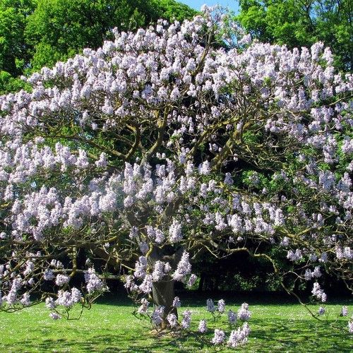 Princess Tree or Paulownia