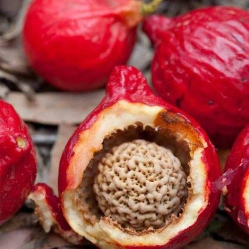 Quandong, desert peach