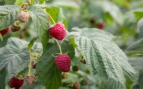 Raspberry Leaf