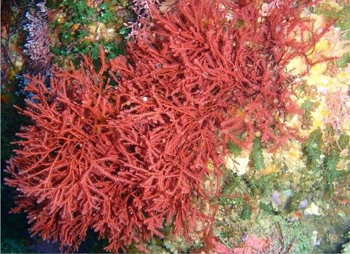 Red Algae