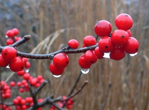 Red Berries